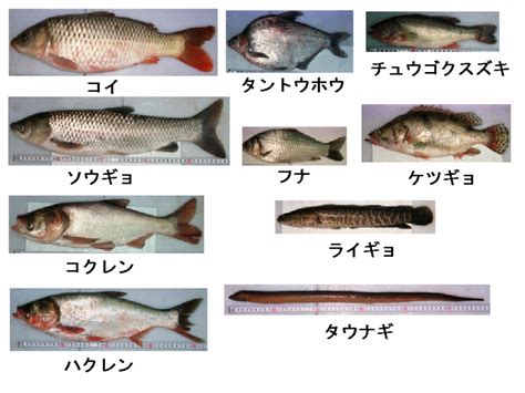 淡水魚品種